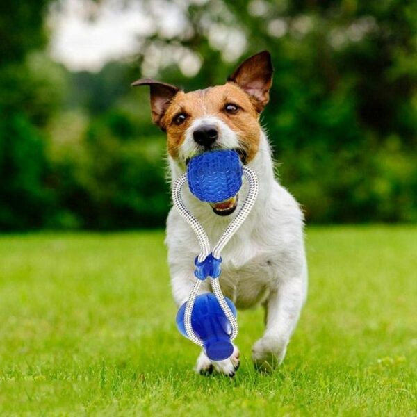 Pet Molar Bite Toy 31183