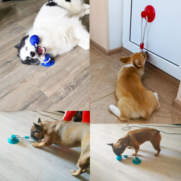 Pet Molar Bite Toy 31183