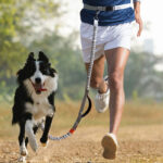 Hand-free Dog Leash 11032-5