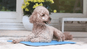 Pet's Summer Cooling Mat 33001
